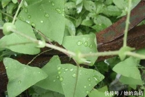  【三角形】路边有“1种野草”奇特，被称为“杠板归”，叶片三角形，珍贵！