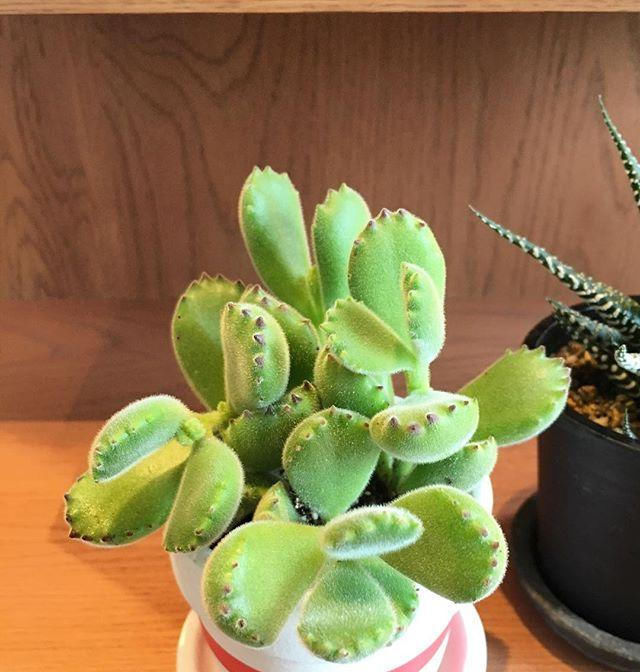  #种植#2种多肉植物好养,适合新手种植,放阳台上养护,就长得很好!
