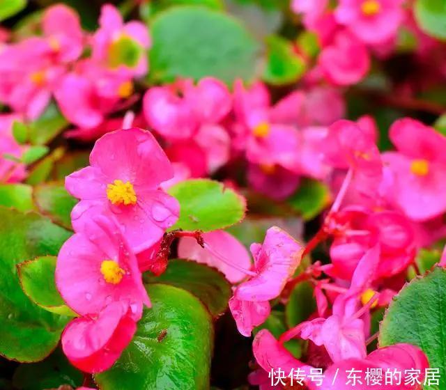 你家花草|阳台的花草“灰头土脸”,就用这4个方法清除,干净卫生长得快