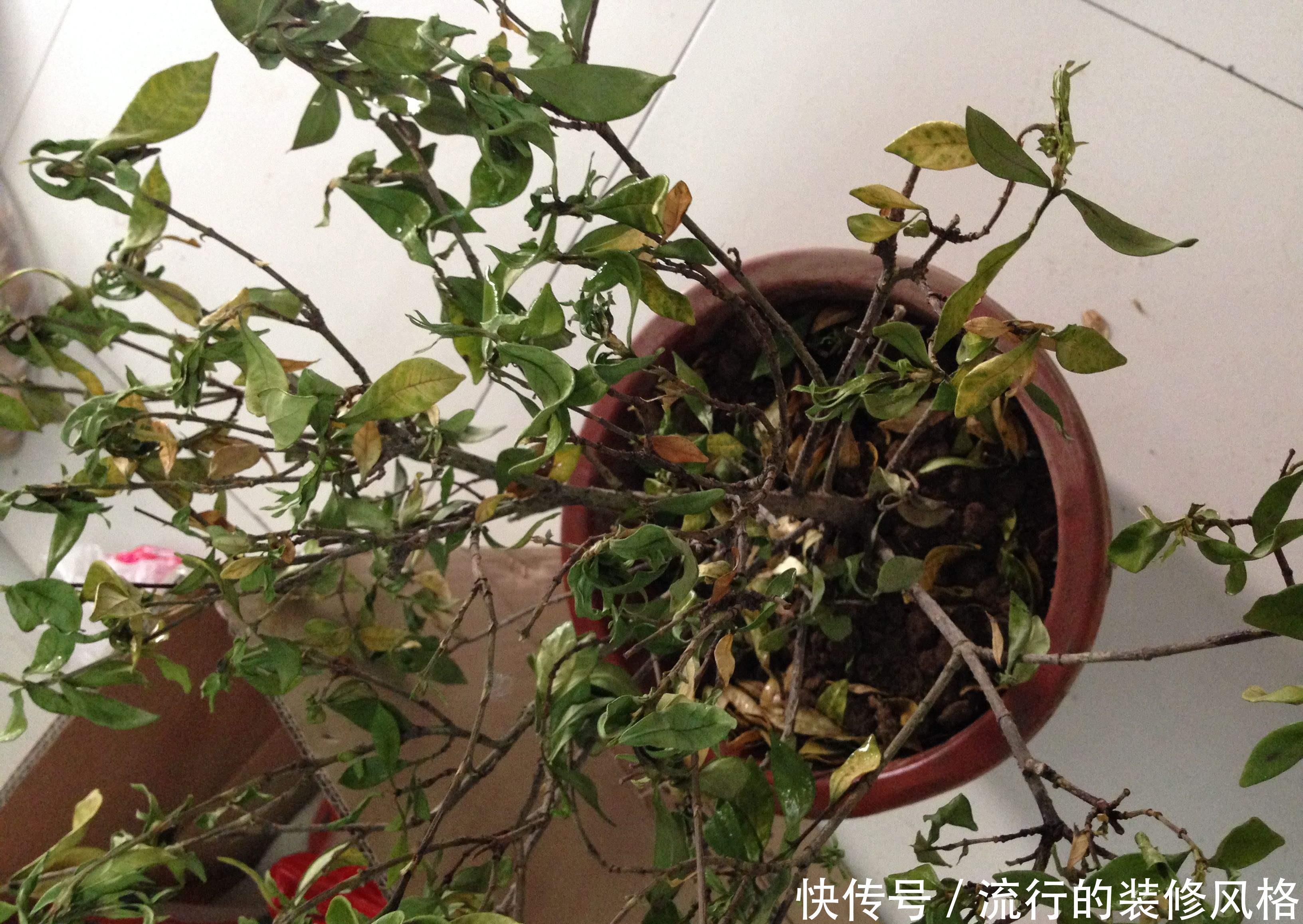  [随便]此3种花，不能随便换盆，要不可能活不过7天