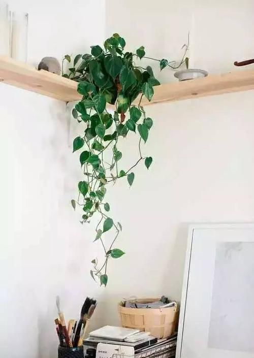  #花房#没有阳台又怎样，房间处处都能变花房