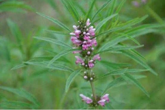  「些野草」益母草，女性的好伴侣，调理经血，活血化瘀，消除水肿，延缓衰老