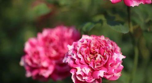 『庭院』“高档玫瑰”紫雾凝霜,美丽怡人,芳姿耀眼,庭院养花必备