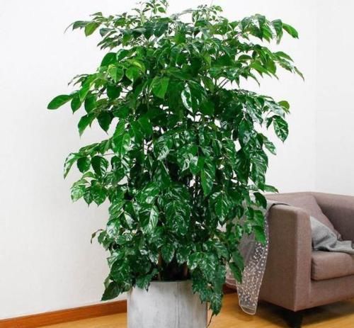 【寓意】这3类植物,寓意好,净化空气'吸'甲醛,欣赏价值高又好养