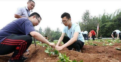  #红薯#农村地瓜高产种植技术，用它做肥料，长出的红薯个大光滑漂亮