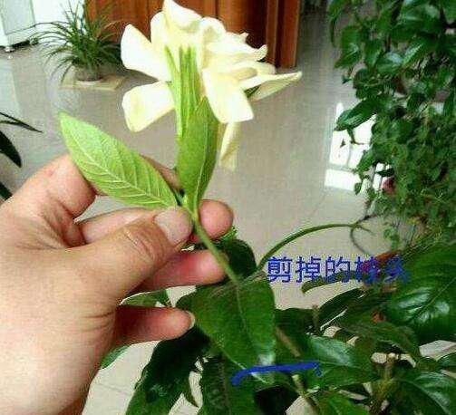 『修剪』栀子花不开花，做好这三点，秒变开花机！