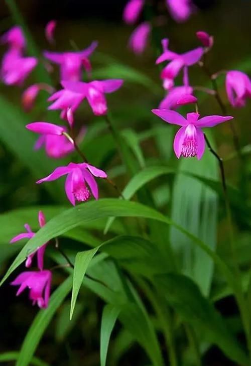  『花友』100种珍稀兰花，你见过几种？美醉了！送给爱兰花的花友们！