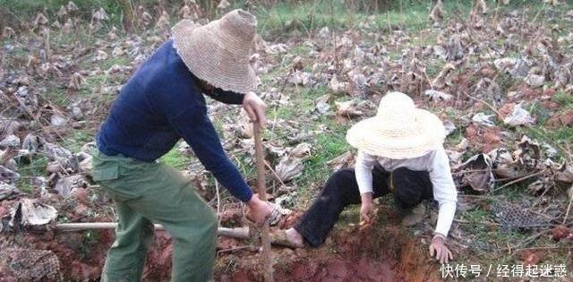 农村夫妻在干地里挖莲藕，你见过吗这种活一般人做不来！