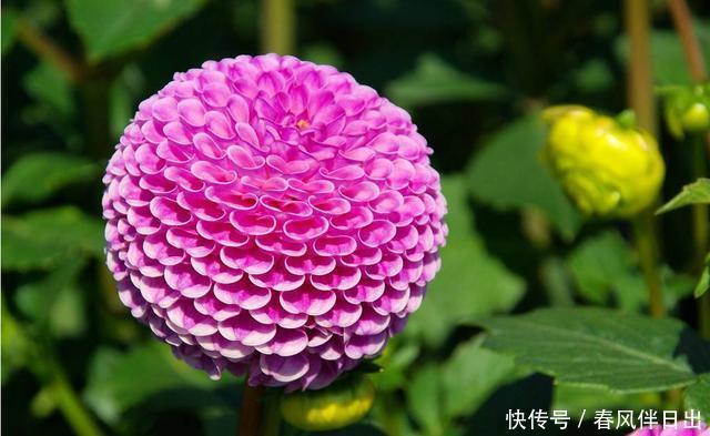 种花|3种花现在养正合适,开花量大能爆盆,四季开花花色丰富,很好养