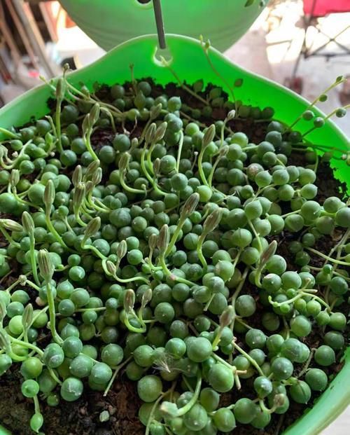  吊兰快速■养珍珠吊兰，公园挖点腐叶土，珠子圆润饱满，30天长到1米长