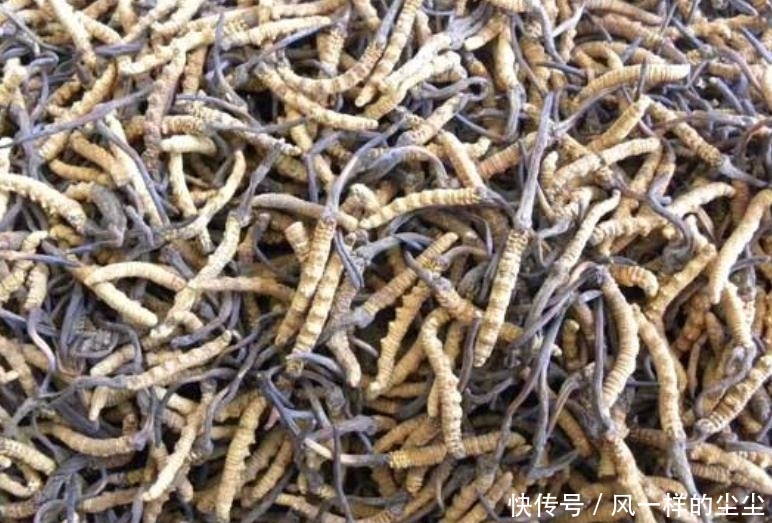  [殊不知]它长在高山上，一斤标价8万元，殊不知价值并不高，你认