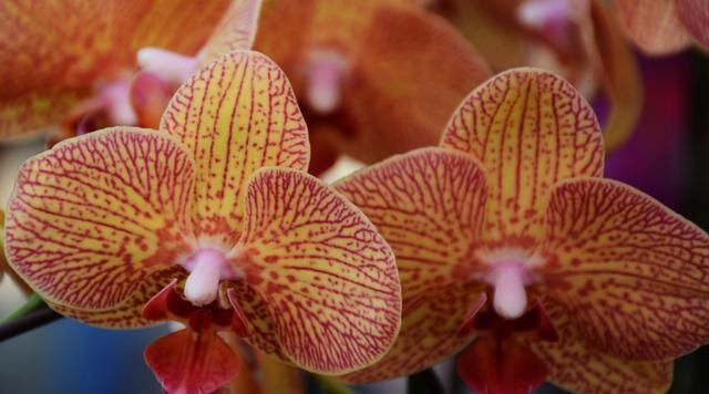  『寓意』3种花适合夏天养，开花爆盆非常容易，四季开花不断，寓意非常好