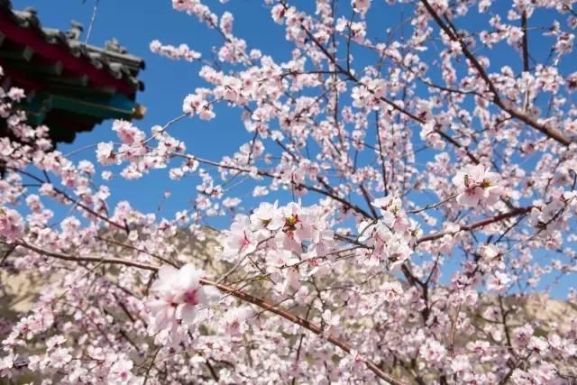 花开成海！！！再过半个月，海淀这座山将美成童话！
