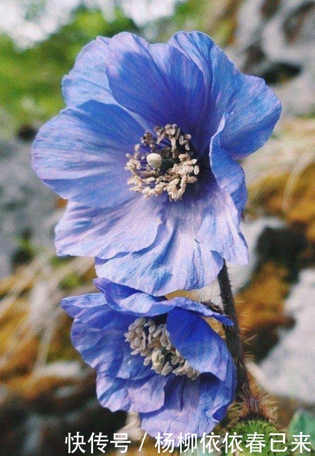  『植物』绿绒蒿：离天堂最近的花