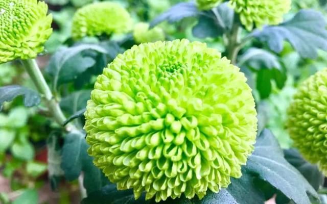  【艳丽】适合养在阳台的3种花，开花艳丽颜色丰富，四季开花爆盆简单