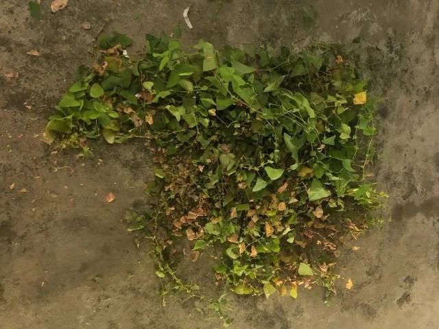  [黄花酢浆草]花盆里长出蘑菇，马上拔干净，否则就是大祸害！