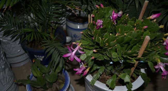 「蟹爪」蟹爪兰什么时候开花,一年开几次花