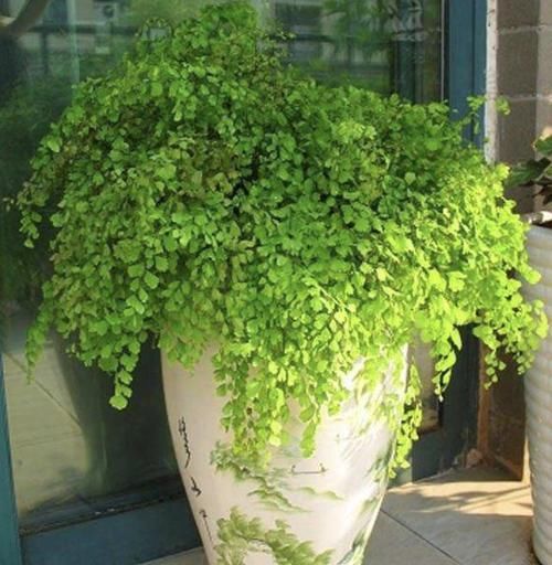  「养护」2种植物“别乱放”，放阳台“养不好”，家里要是有，要搬走！
