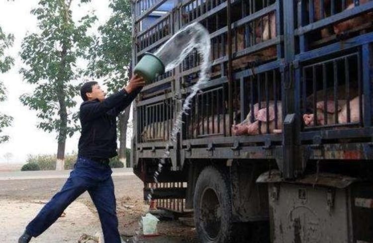  「养殖户」国家鼓励散户养猪,可以放开养了吗?小养殖户该怎么避