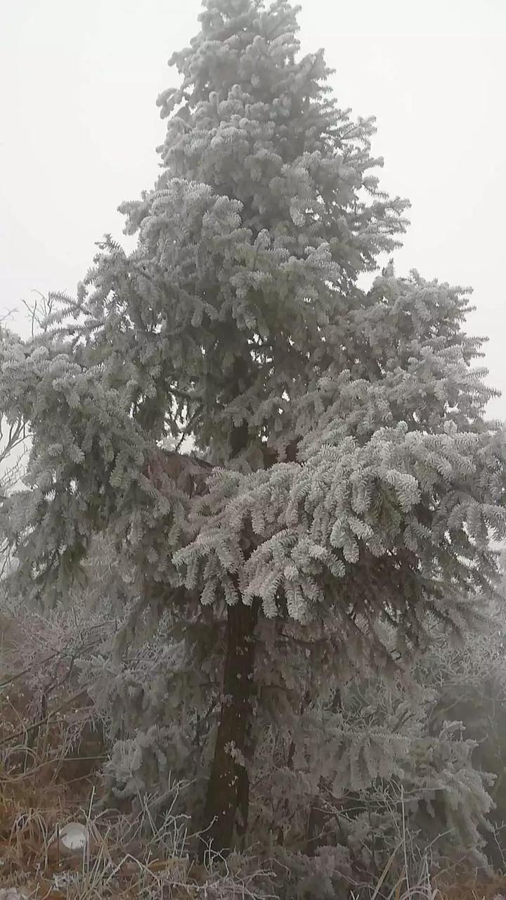 2018年最后一场雪降临诸暨！30日前后雨雪量或较明显