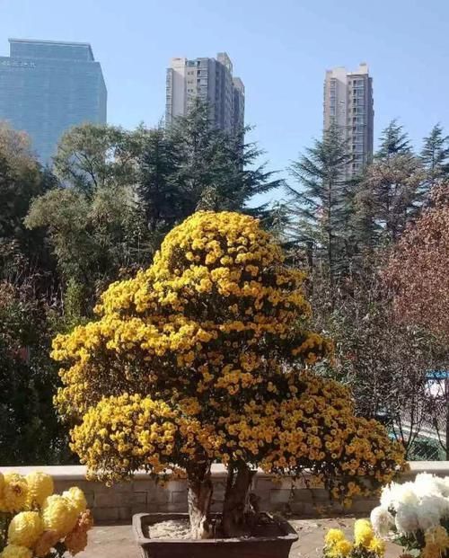  [回家]养花的人来到这，美得走不动路，恨不得全搬回家去！