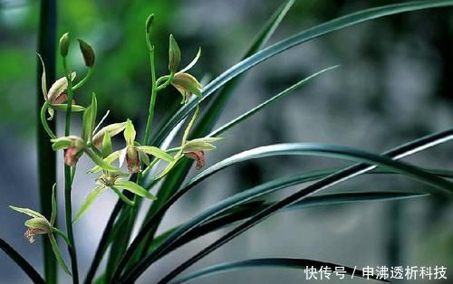 『不当』四月养兰花,养护不当容易烂根,花苞也枯萎,一招教你解决!