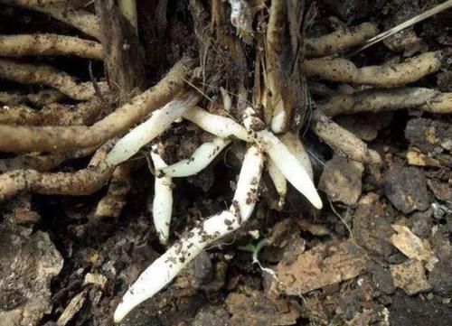  『绿萝』别嫌2种颗粒“脏”，绿萝、兰花、月季都喜欢，埋进花盆变肥料！