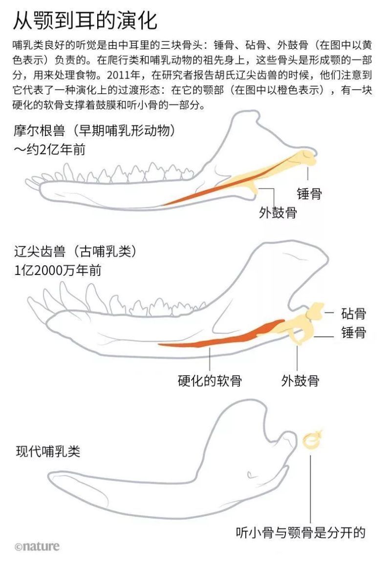  #爆炸#才不是恐龙的配角呢！早期哺乳类的「演化大爆炸」