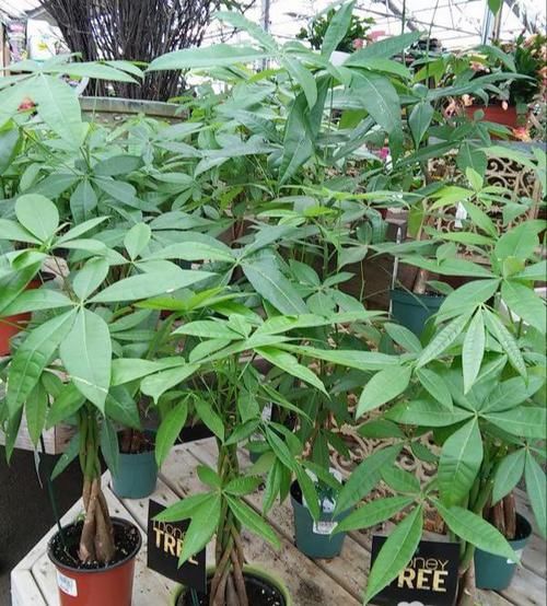  『空气湿度』发财树老是烂根？学着花店里，做好“一点”就能四季绿油油