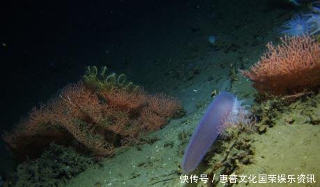  #蜘蛛#你觉得可能不存在，但世界上还真有的那些生物