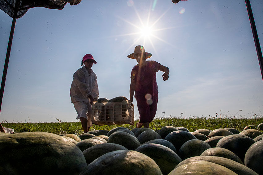 实拍七旬老汉湖边种西瓜，天天吃住瓜庵中，炎热中收获，苦中有乐