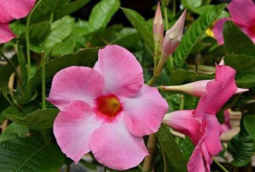  『漂亮』这种花卉花色漂亮，花香四溢飘满屋，适合做室内盆栽，比吊兰好养