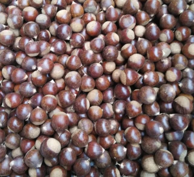  街边：南方才有的这种果子，街边摊上一斤10块钱，可农民却都不