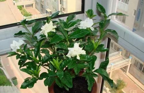  「栀子花」买回来的栀子花剪一剪，不黄叶，枝多花爆盆，香味飘满屋