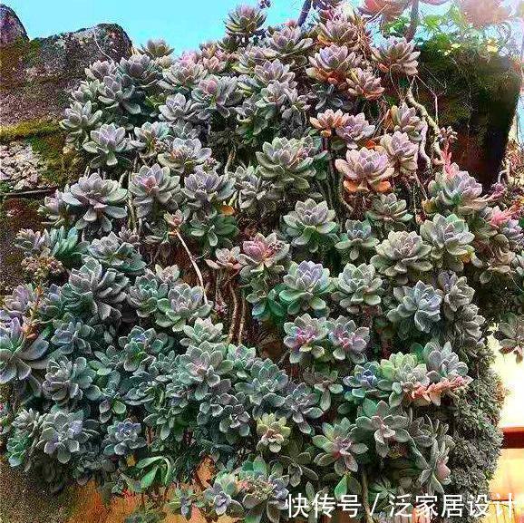 『内容』请神容易送神难!这花虽好看,但长势“疯狂”,种了则悔之晚矣