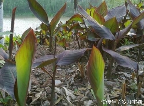  种植蕉芋|曾被当作救命粮，亩产高达万斤，出酒率比粮食高，如今