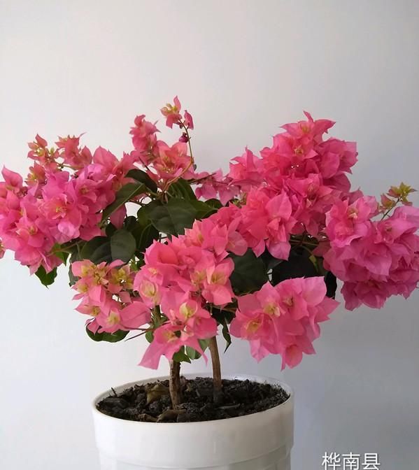  花型■春天养这几款花，枝条插土就生根，开花轻松爆盆，花型独特又美观