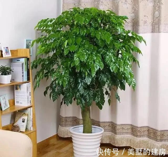 适合|5种花,真心不适合养“屋里”,喜欢可以养室外,更好