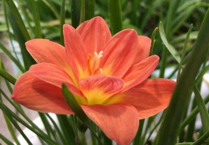 『光照』养花就养这花,好看又好养,花期还特长,一开就是一大盆!