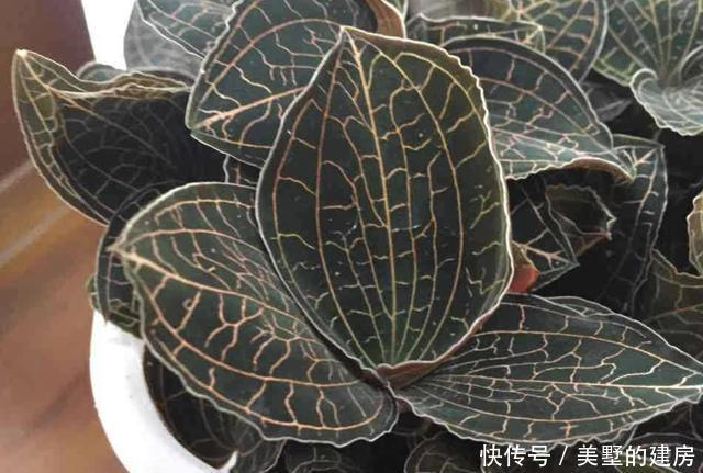 树林■在阴凉的树林里,生长着1种“地黄”,别忽视它,比月季值钱!