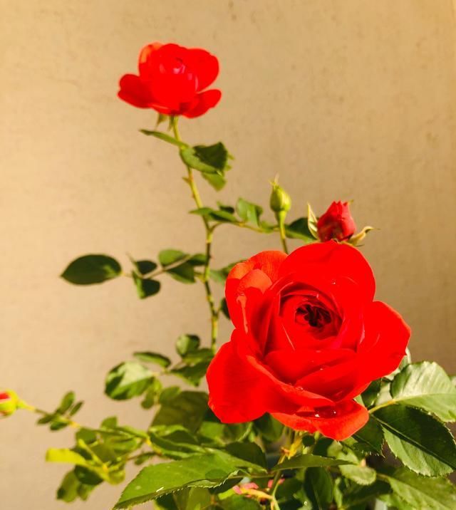  『红艳』此花是世界名花，花色红艳，漂亮又喜庆，四季常开，是盆栽佳品