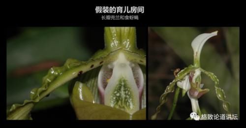  【一无所知】兰花是“骗子”？猪笼草是“坐便器”？或许你对植物的智慧一无所知