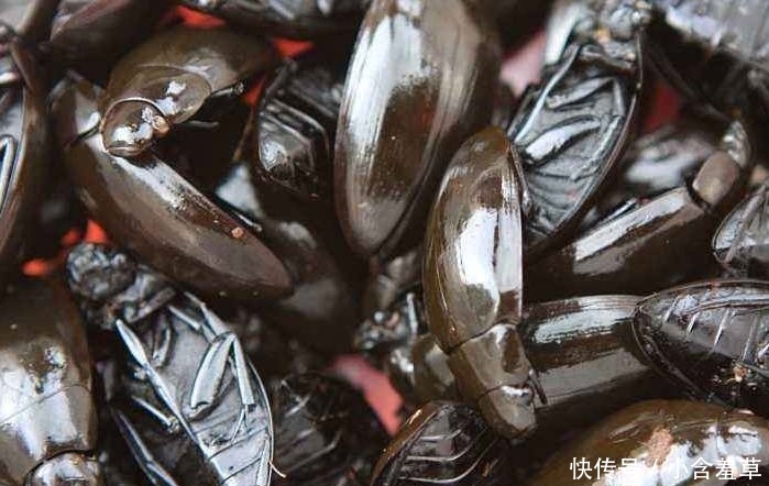 农民小心了，最新3个养殖骗局，悄然复活，不少农户已上当