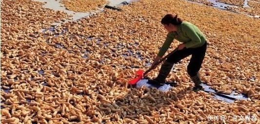  「收益」曾一度火爆一斤200元，农民种一亩收益10万，如今却只能