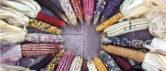 农民种出带有“玉石”的玉米，非但没有高兴，反而气的眼睛都红了