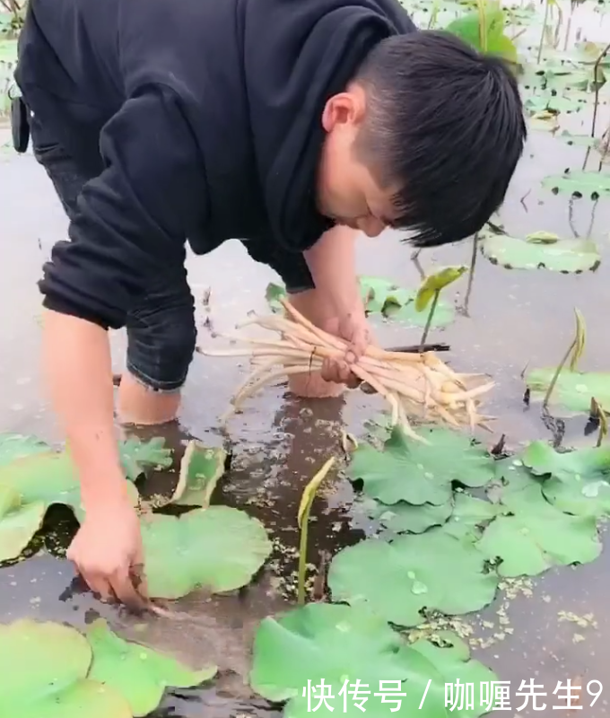 农民种植的“它”，亩产两千斤，每斤10元，比种农作物强多了！