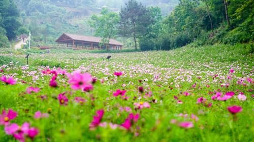  「四季花海」安排！英山这片花海五一花开正好，绝不能错过