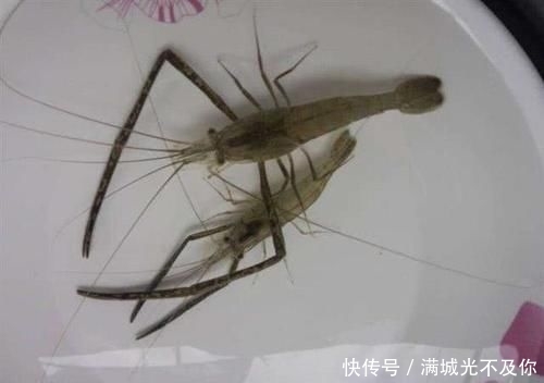  种河虾@曾经一捞就一大盆，常捞来给母猪吃了下奶，现在80元一斤