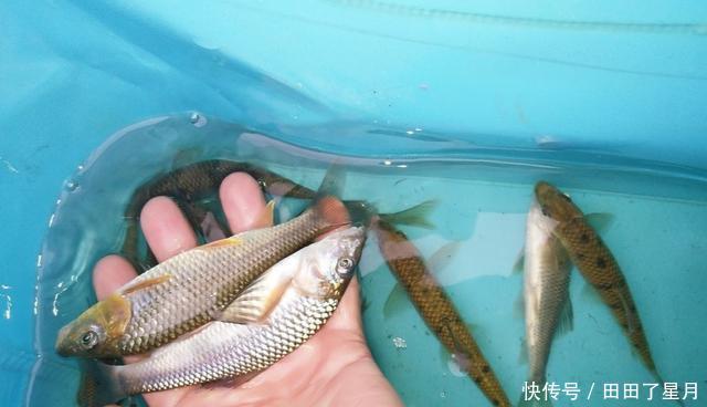 『溪流』山谷溪流钓鱼,探钓野生石斑鱼,收获20条名贵溪水石斑鱼!