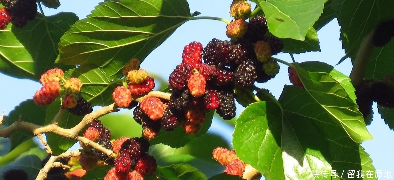  「沙棘果」农村渐渐消失的7大野果，越来越稀罕、难得，有的已经